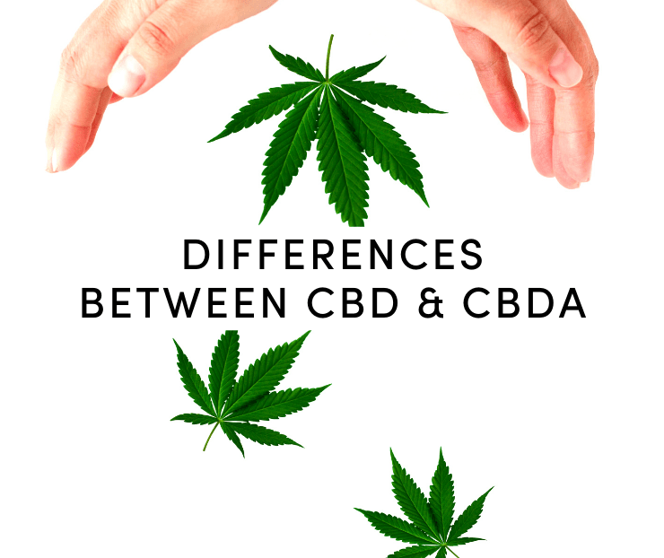 differences between cbd and cbda