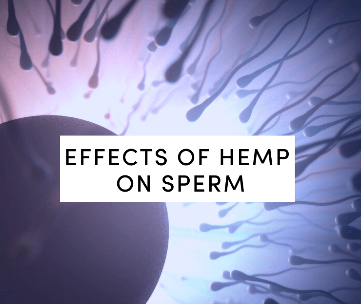 effects of hemp on sperm