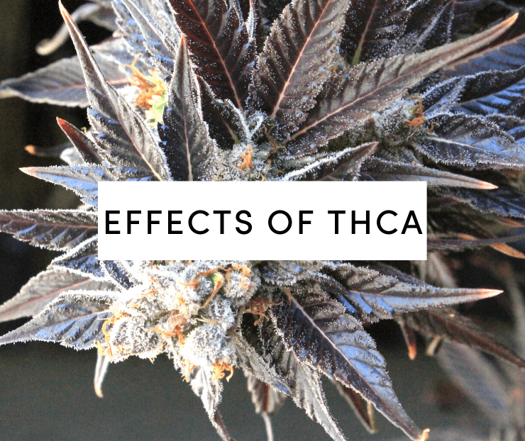 effects of thca