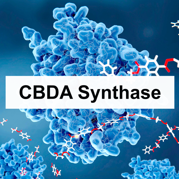 CBDA Synthase