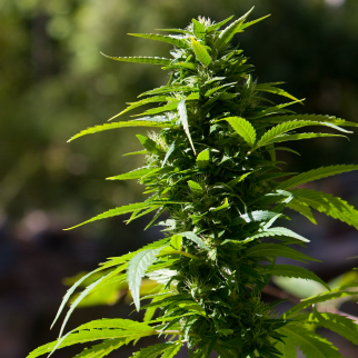 Is CBD Legal in Idaho? - hemp leaf