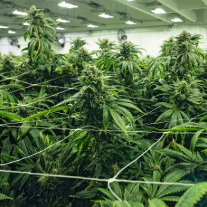 THC Benefits - cannabis farm