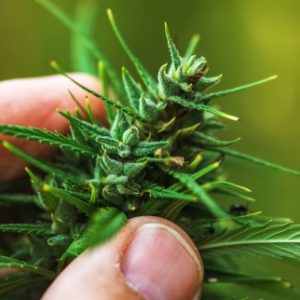 What Are Terpenes Used For? - close up of a hemp plant