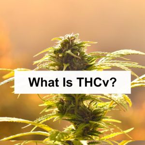 What Is THCv?