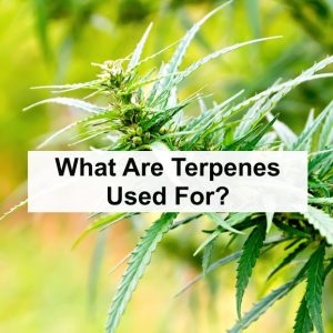 live resin buds with terpenes