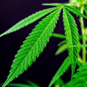 smoking cbd in tennessee