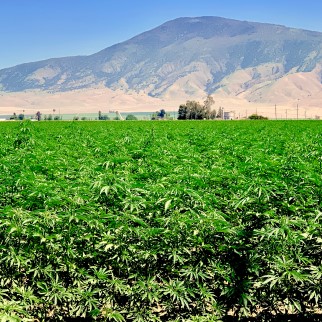 Is CBD Legal in California? - hemp field in california