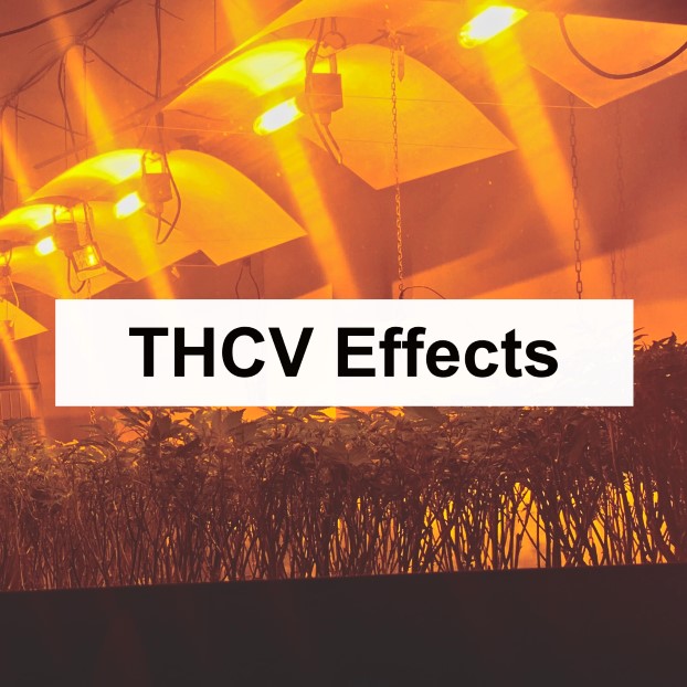 THCV Effects