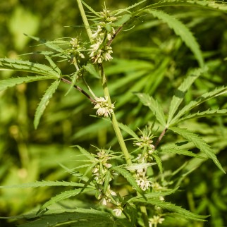 What Are Terpenes Used For? - hemp plant with flowers