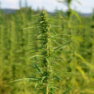Is CBD Legal in Vermont? - hemp plant