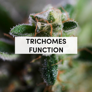 TRICHOMES FUNCTION AND CANNABIS