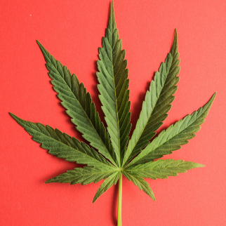 THC Vs TAC - THC-rich marijuana leaf