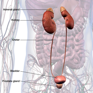 CBD Receptors in the Bladder - human bladder