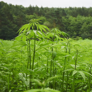 Is CBD Legal In South Dakota? - hemp plants