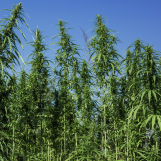 Is CBD Legal in Alaska? - tall hemp plants