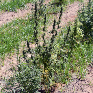 Is CBD Legal In Rhode Island? - hemp fields