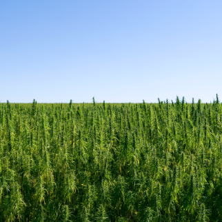 Is CBD Legal in Pennsylvania? - hemp fields