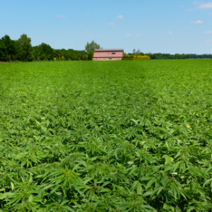 Is CBD Legal in Wisconsin? - hemp fields