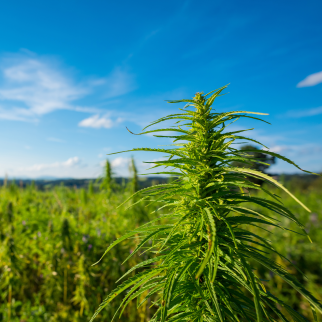 Is CBD Legal in New Jersey? - hemp plant