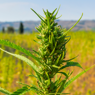 Is CBD Legal in Wyoming? - hemp plant