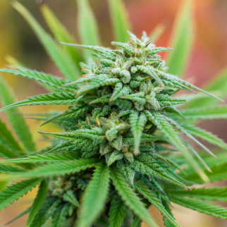 Is CBD Legal in Virginia? - hemp plant