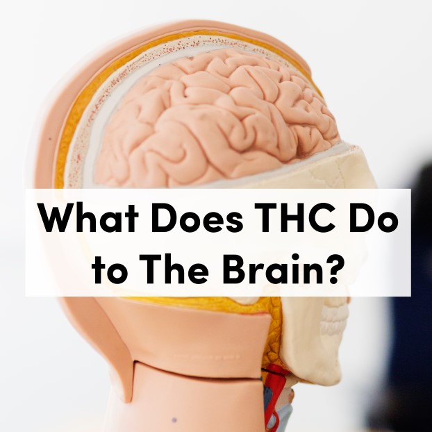 What Does THC Do to The Brain?