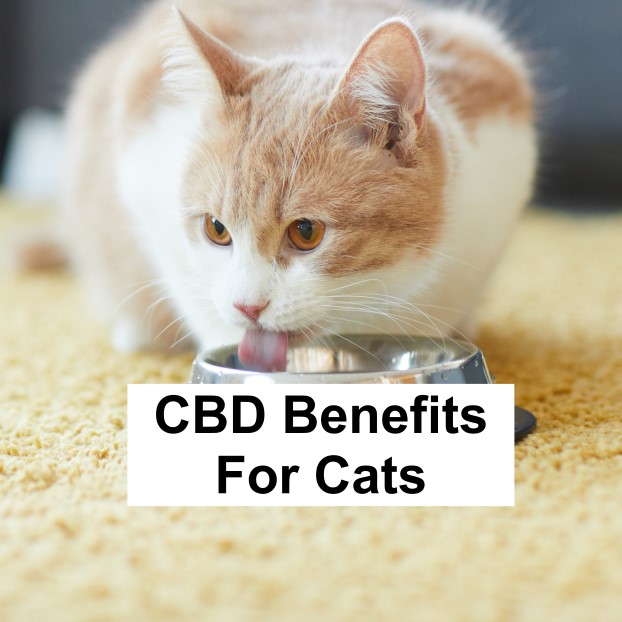 CBD Benefits For Cats