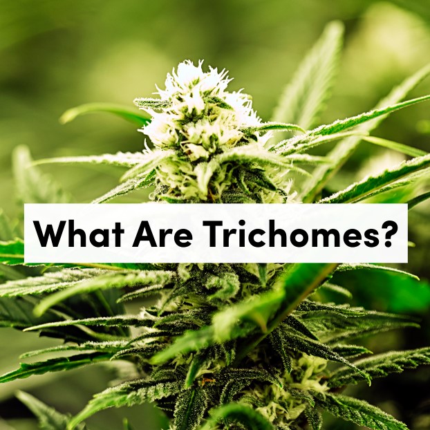 What Are Trichomes?