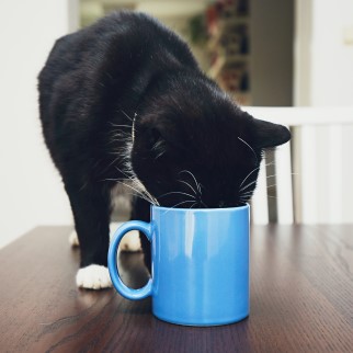 CBD Benefits For Cats - cat looking for CBD in a mug