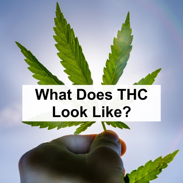 What Does THC Look Like?