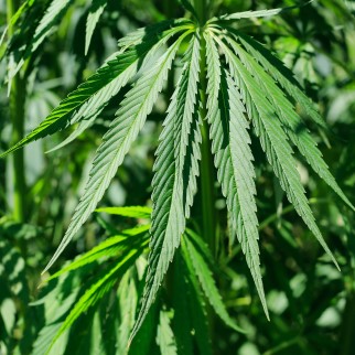 THC vs CBD - marijuana plant