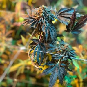THC Delta 8 - cannabis with THC Delta 8