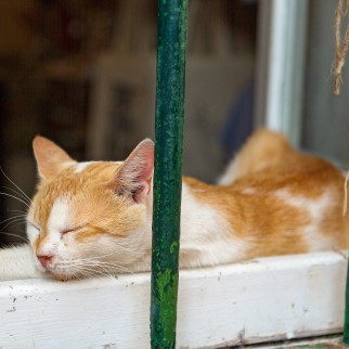 CBD Benefits For Cats - relaxed cat takes a nap after taking some CBD