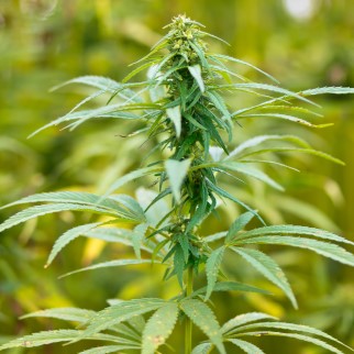 THC vs CBD - hemp plant
