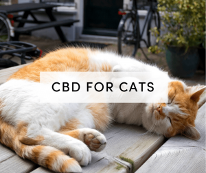 cbd oil for cats