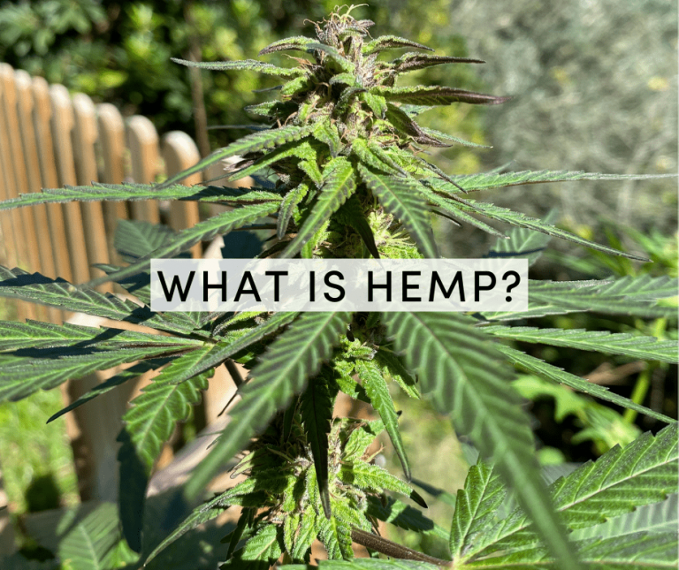 what is hemp
