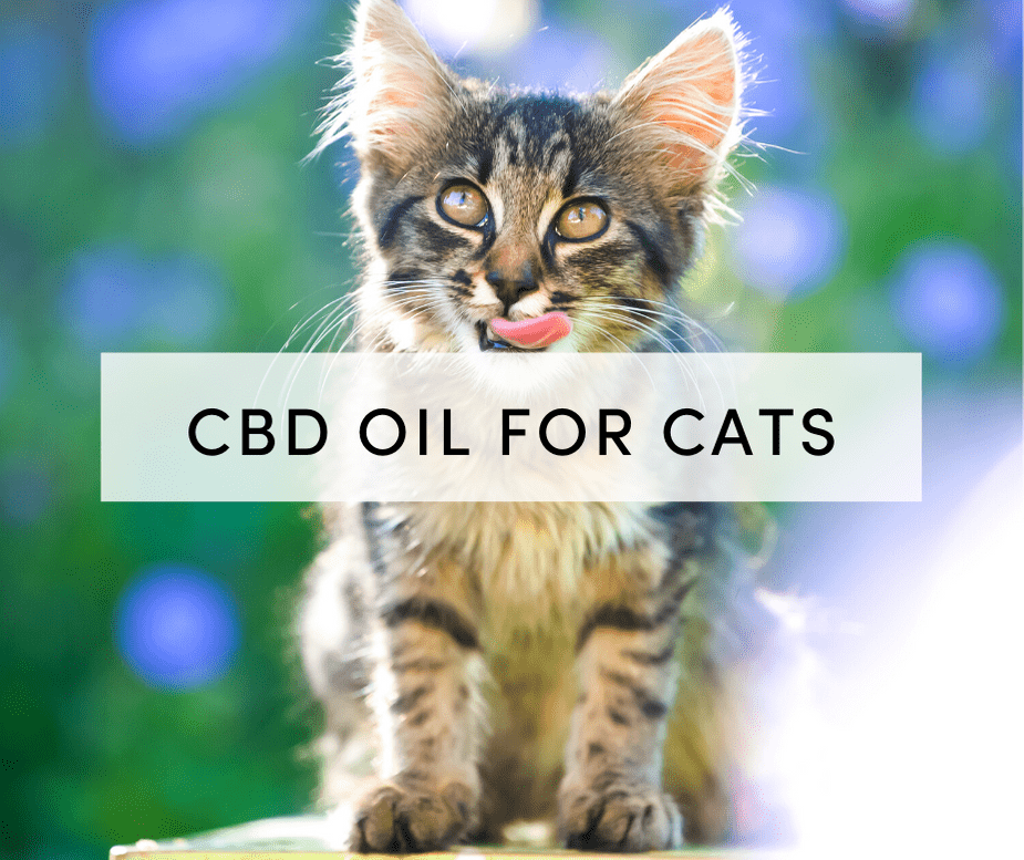 250 MG CBD Oil for Cats - High-Quality - Shop Chill Paws