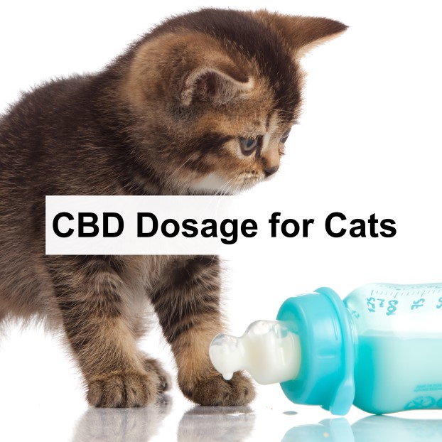 CBD Dosage for Cats
