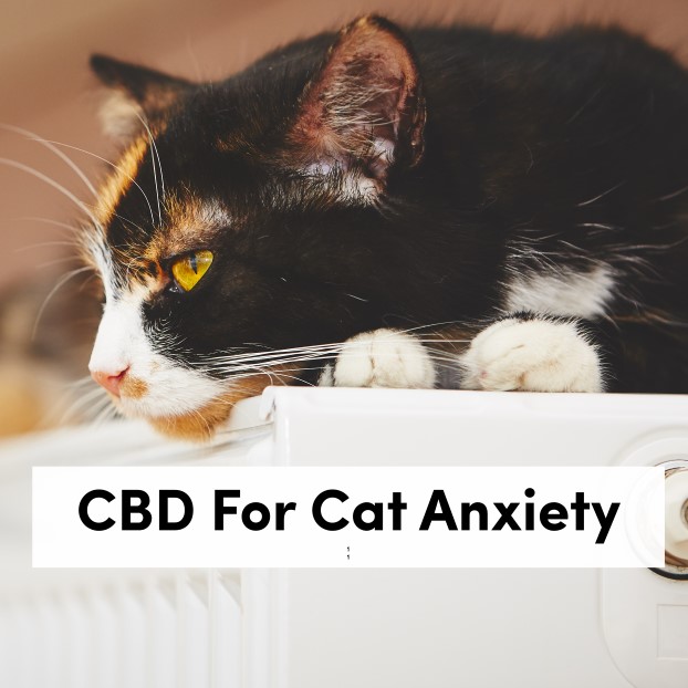 CBD For Cat Anxiety