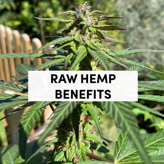 raw hemp benefits