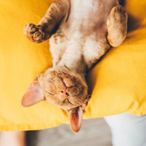 CBD Dosage for Cats - anxiety free kitty thanks to CBD