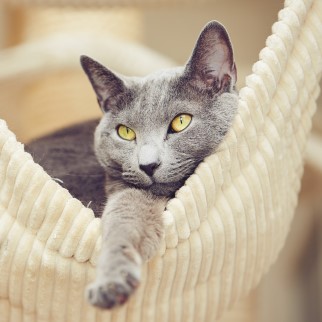 CBD Dosage for Cats - CBD makes it easier for cats to relax