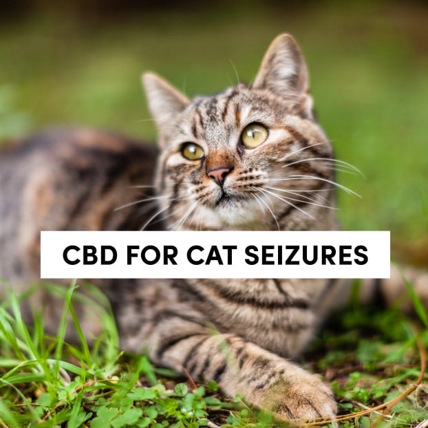 CBD For Cat Seizures