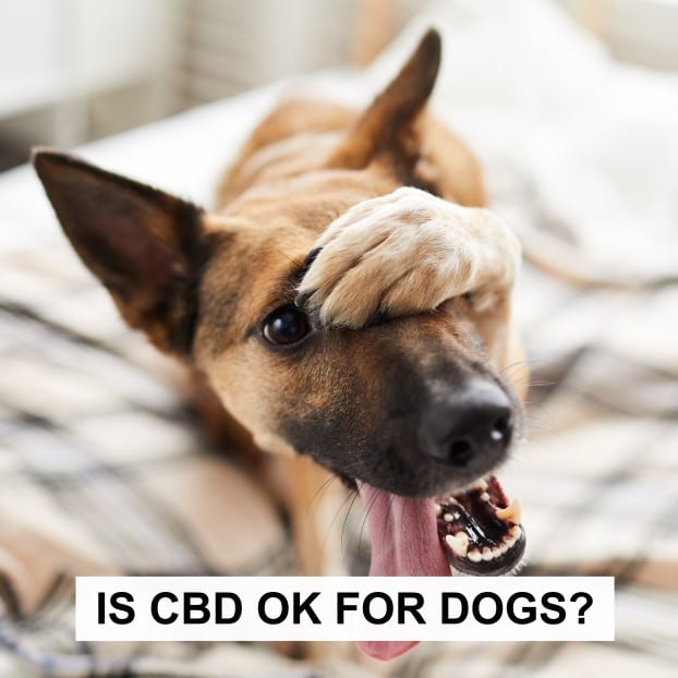 Is CBD Ok For Dogs