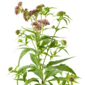 Smoking CBD - the hemp flower of the hemp plant