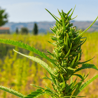 Where Is CBD Legal - hemp plant