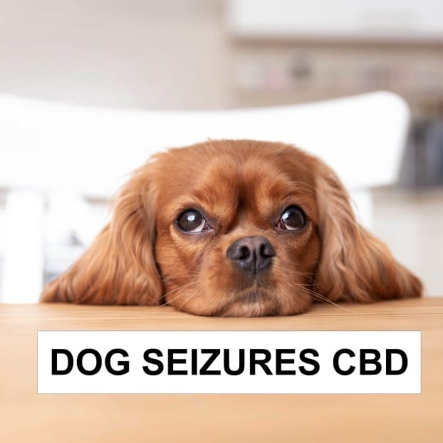 Dog Seizures CBD