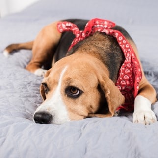 Dog Seizures CBD - relaxed dog