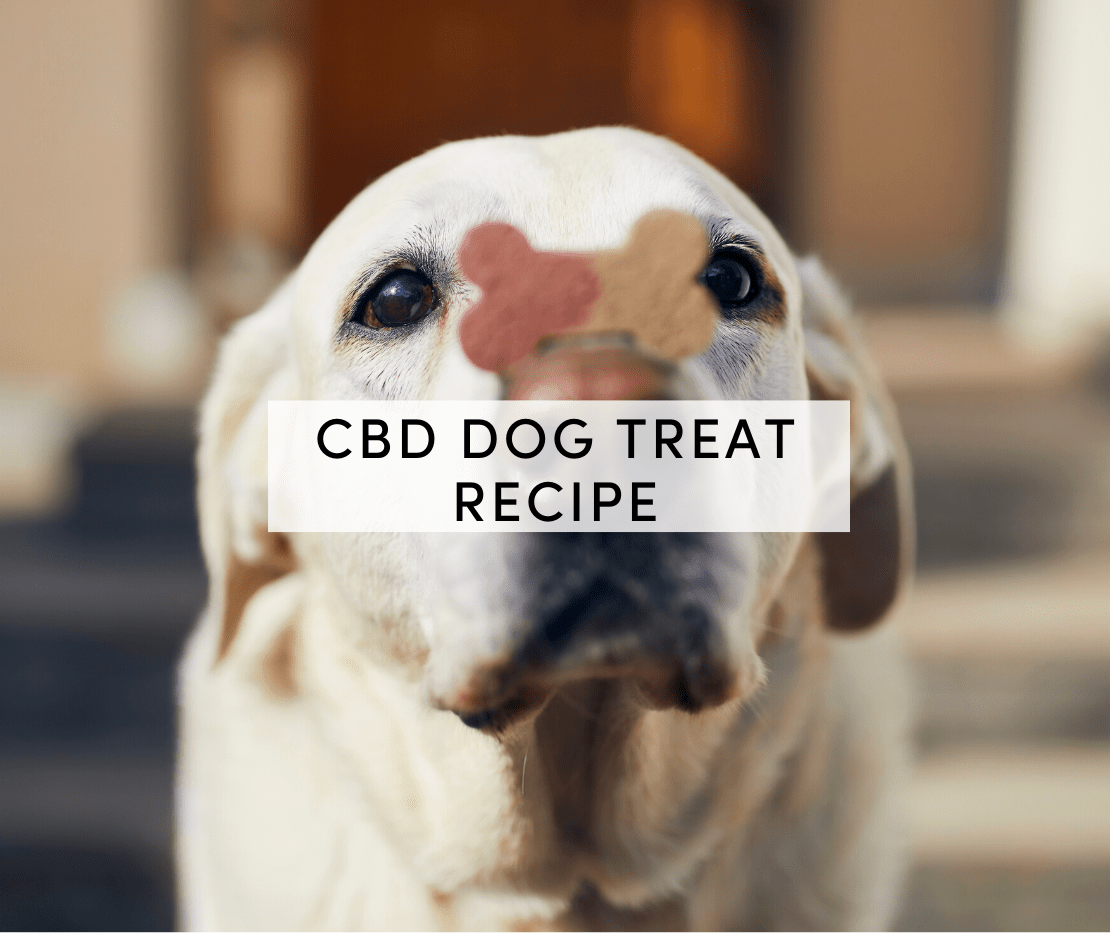 CBD Dog Treat Recipe How and Why to Try Giving CBD to Your Dog