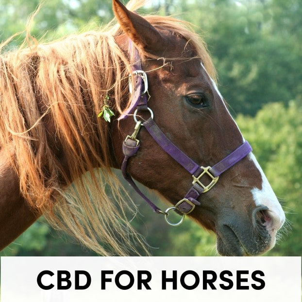 CBD For Horses